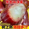 Shunfeng Hainan Rei Kong Preto Lianwu Autêntico Fruta Lianwu, Fruta Tropical Sazonal Recém-Colhida, Caixa Fechada de Fruta Lianwu