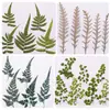 Colección de Hojas Secas, Pegatinas DIY de Hojas Reales, Especímenes de Plantas, Flores Reales, Flores Secas, Materiales para Marcapáginas de Fundas de Teléfono en Relieve