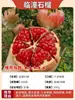 Árbol Joven de Granada Ácida Enana, Semilla Suave Tunecina, Semilla Suave Huidong, Lintong, Robe Rojo Grande de Sichuan, Brote de Árbol de Granada Ácida Enana, Semilla de Huidong sin Semillas