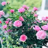 Planta de Rosas para Balcón con Semillas de Rosa, Rosas en Maceta de Fragancia Fuerte Todo el Año, Plantas de Flores Extra Grandes para Balcón y Patio