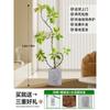 Forma de Hoja de Flor Árbol de Caucho Baniano Dorado Sala de Estar Planta Verde Baniano Rico Interior Oficina Planta Verde Planta Grande en Maceta