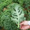 Semillas de Col Rizada Yanyou, Verdura de Crecimiento Rápido Resistente al Frío para Huerto y Granja, Semillas de Verduras de Hoja, Plantas en Maceta para Balcón para Sembrar en Todas las Estaciones