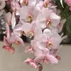 Plántulas de Orquídea Phalaenopsis con Vástagos Florales y Capullos, Orquídeas en Maceta, Plántulas Grandes, Plantas de Interior para la Sala de Estar, Fáciles de Mantener Todo el Año