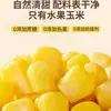 Granos de Maíz Dulce Más Vendidos, Listos Para Comer, No Requieren Cocción, Maíz Frutal Bajo en Grasa, Desayuno Integral, Sustituto de Comida Fitness, Empacado al Vacío