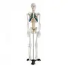 Modelo de Esqueleto Humano con Nervios 85cm Modelo de Espécimen Humano Modelo Médico