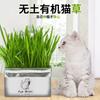 Lugar de fábrica sin suelo orgánico hierba para gatos limpieza oral eliminación de pelo bola set de cultivo de hierba para gatos suministros para gatos al por mayor