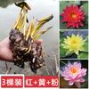 Planta hidropónica de nenúfar con envío directo, loto cultivado en agua durante todo el año, flor de loto en maceta, estanque de agua, nenúfar grande, raíz.