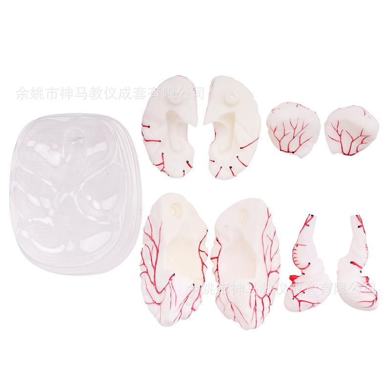 脑解剖模型8件套-7