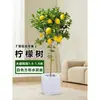 Planta de Limoeiro em Vaso com Frutos, Planta Verde Comestível, Grande para Sala de Estar Interna Varanda, Planta de Floração Quatro Estações, Fácil de Manter