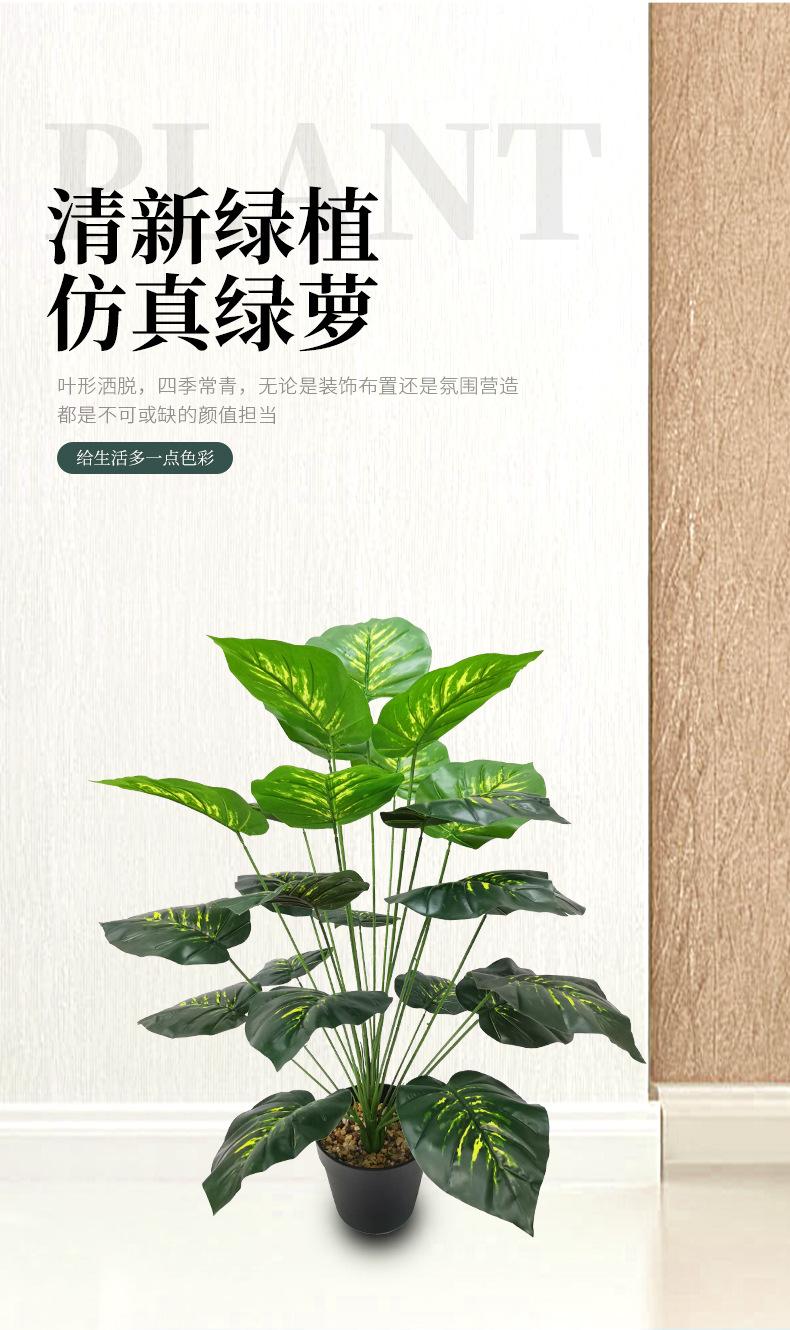 绿萝_04.jpg