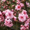 Flor de Ameixeira Perfumada em Vaso Tronco Velho Planta de Flor Interior o Ano Todo Fácil de Cultivar Bonsai de Ameixa Vermelha Muda de Ameixa Verde Mudas de Flor de Ameixa de Inverno