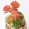 Suculenta Artificial Cabeça de Flor de Suculenta Artificial Bonsai Artificial Acessórios DIY Fabricante Conjunto de Cabeças de Flor de Suculenta Cor Personalizada