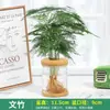 Planta Hidropônica Envasada Rabanete Verde Gardênia Flores de Escritório Pequenas Plantas Verdes Fáceis de Cultivar o Ano Todo Suculenta Água Plantas Envasadas