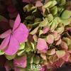 Fábrica atacado materiais de flores frescas materiais grande folha hortênsia para sempre flor novo Tanabata presente de aniversário do dia dos namorados