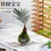 Planta verde em formato de bola de musgo para mesa de escritório interna, plantas hidropônicas pequenas em vasos, fácil de cuidar, micro paisagem inspirada em Zen para decoração de mesa de centro