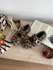 Sapatos Mary Jane Franceses Estampa de Leopardo com Solado Macio, Couro Macio, Sapatos Quadrados de Camurça Retro Primavera e Inverno 2025, Combinados com Saias, Sapatos Individuais Forrados com Lã, Modernos