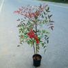 Envío Directo Bambú Nandina Maceta Hoja Roja Tianzhu Flor Grande Plántula Hidropónico Llama Montón Viejo Bonsái Planta Frutal Fruta