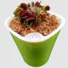 Planta-armadilha, Nepenthes, Planta Carnívora, Planta Repelente de Mosquitos, Planta Armadilha de Mosquitos, Planta Super Grande Capturadora de Insetos, Planta Divertida em Vaso