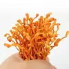 Venta al por mayor de Flores de Cordyceps Secas, Producto Nuevo Genuino de Cordyceps Militaris, Cordyceps Dorado Entero, Ingredientes Comerciales para Hacer Sopa, Venta Directa desde el Lugar de Origen
