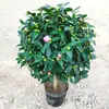 Planta de Camélia Perfumada em Vaso, Mudas de Camélia Fortemente Perfumadas, Flores para Jardim de Interior, Plantas Grandes Fáceis de Cultivar, Promoção de Osmanthus de Quatro Estações