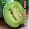 Semillas de Melón Dulce Huerto de Hortalizas de Tierras de Cultivo Maduración Temprana Piel Verde Carne Gruesa Tierna Crujiente Carne Blanca Semillas de Fruta de Melón