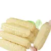 Maíz Dedo Xishuangbanna Yunnan Desayuno Instantáneo Sustituto de Comida Maíz Dedo Mini Fresco Dulce Fragante Dai