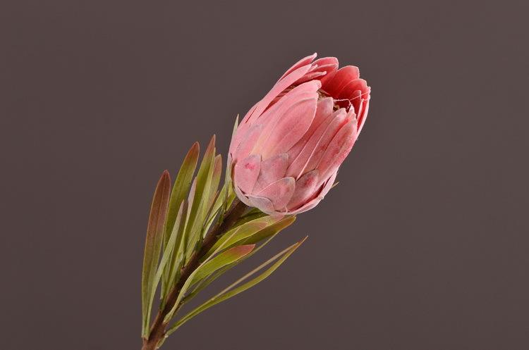 3-6粉色帝王花22寸小.jpg