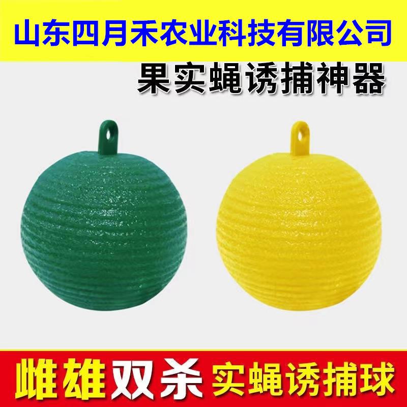 果蝇球_副本