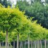 Dropshipping Ligustro Brilhante Pirulito Pequena Folha de Sichuan Cera Dourada Muda Sempre-verde Resistente ao Frio Vaso Pátio Casa