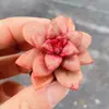Base de planta suculenta autoproducida y autovendida al por mayor suculentas pequeñas combinación de flores plantas en maceta plantas carnosas Lithops Haworthia