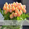 Bulbos de Tulipa para Venda no Atacado, Variedade de Pétala Simples, 1 Bulbo por Pacote, Bulbos de 5 Graus, Plantas de Flores de Interior em Vasos, Floresce o Ano Todo, Fácil de Cuidar