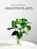 Planta Hidropónica Monstera, Planta Verde Todo el Año, Planta en Maceta de Cultivo en Agua para Interiores, Bambú de Hoja Grande para Sala de Estar, Oficina, Escritorio