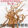 Raíces y ramas de azalea Plantas acuáticas Madera a la deriva Raicillas finas y ramitas Tanque sudamericano Ramas de árbol Micropaisajismo Aquascaping Enredaderas