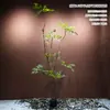 Simulación caballo borracho ventana de madera paisajismo planta interior planta verde biónica de alta gama árbol decorativo árbol falso grande paisaje simple