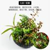 Aquário com plantas aquáticas musgo planta real vista traseira crisântemo verde grama centopeia paisagem negativa decoração planta verde grama real