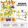Marcador de Flores Secas Espécimen de Planta Película Selladora Botella Flores Prensadas Recolectadas en Otoño Material Hecho a Mano DIY Flor Transparente