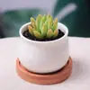 Planta Suculenta Pequeña en Maceta Set, Fácil de Cuidar, Resistente, Linda, Plantas Suculentas de Interior con Macetas y Mucha Tierra