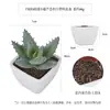 Más de 100 Tipos de Combinaciones de Plantas Suculentas Artificiales en Maceta Mini, Ventas Transfronterizas Populares, Estilo Sencillo Decoración del Hogar Flores Artificiales y Plantas Verdes, Directo de la Fábrica Fuente