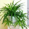 Plantas de Interior, Rábano Verde, Árbol de Jade, Borde Dorado, Hojas Verdes, Pez Dorado, Orquídea Araña, Árbol de la Fortuna, Orquídea Cola de Tigre Planta en Maceta