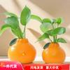 Jarrón Pequeño Decorativo de Cerámica Naranja para Sala de Estar, Adecuado para Arreglos Florales, Plantas Hidropónicas, Flores Frescas, Plantas Verdes, Decoración de Escritorio que Mejora el Ánimo