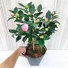 Dropshipping Xiangfei Camelia Camelia en maceta Plántulas de camelia Florales de interior Fáciles de cultivar Todo el año Camelia Fácil de vivir y florecer