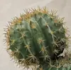 Cactus Pilares de Dragón Simulados Cactus Parásito Planta del Desierto Marroquí Decoración Suave para Paisajismo Modelo Decoración de Proyectos