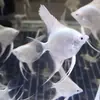 Pez Ángel, Pez Tricolor de Cabeza Roja y Blanca, Diablo Azul Peruano Peces Ornamentales Tropicales al por Mayor, Peces de Agua Dulce para Natación en Grupo en Tanque con Plantas