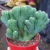 Plantas Verdes Flores de Balcón Interior Kalanchoe Pinnata Suculenta de Cinco Dedos Montaña Cactus con Raíces Kalanchoe Rojo