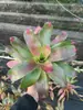 Paquete Combinado de Bromelias Set Grande Mediano Pequeño Madera Flotante de Selva Paisajismo Acuático Micro Paisaje Planta de Aire Otro