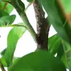 Decoración de Interior para el Hogar Personalizada Escandinava Hoja de Piano Simulada Árbol Banyan en Maceta Adornos Falsos de Bonsái Grandes de Pie Árbol Falso