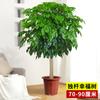Una generación de sala de estar de árbol feliz plantas en maceta grandes flores de interior buenas bonsái planta verde oficina absorber formaldehído cuatro estaciones