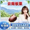 Castaña de Yunnan Seleccionada Cuidadosamente Compra al por Mayor 1 Jin Fruta Grande / 3 Jin Fruta Grande / 5 Jin Fruta Extra Grande Nueces Peladas