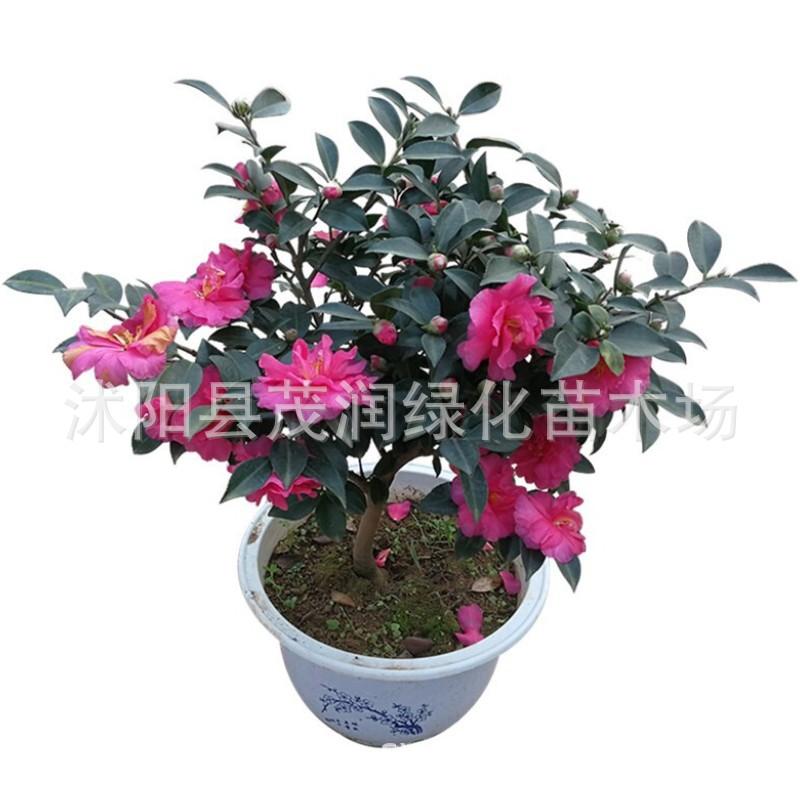 茶梅06JPG