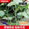 Rede para trepadeira de plantas, rede para plantio de maracujá, rede treliça para bucha vegetal, rede para trepadeira de uvas, rede treliça para trepadeira de pepino e rosa